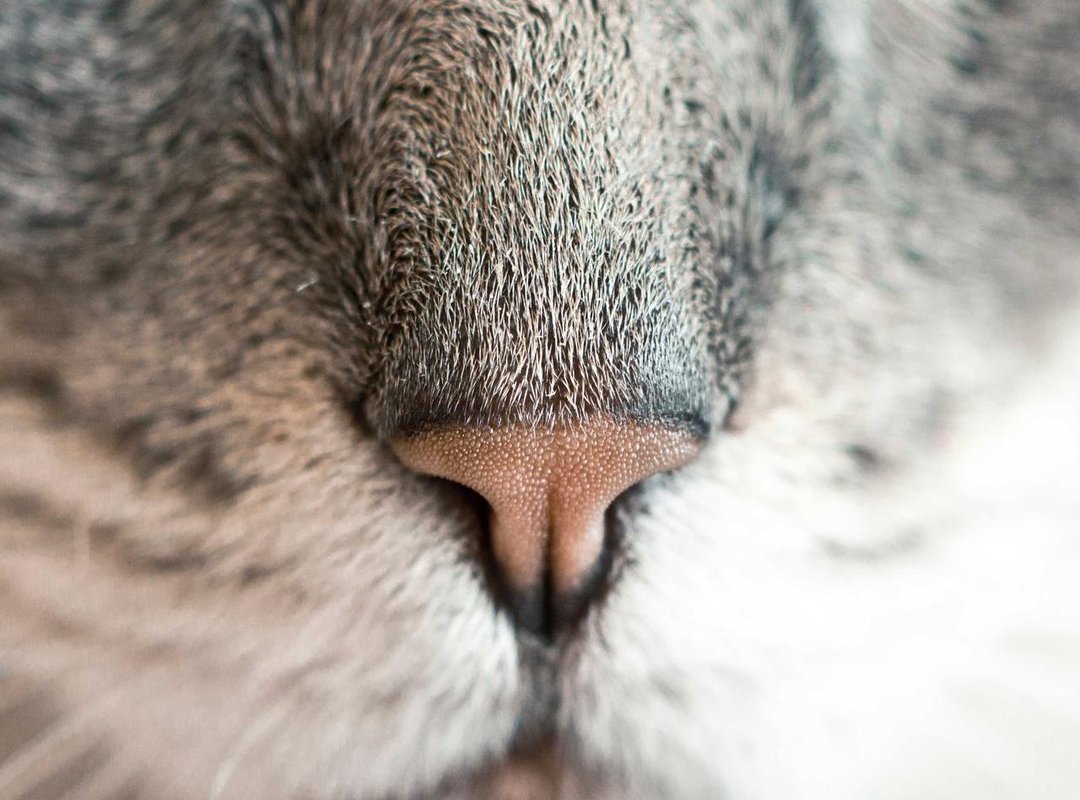 Red Flags: How to Identify and Avoid Dangerous Telegram Groups