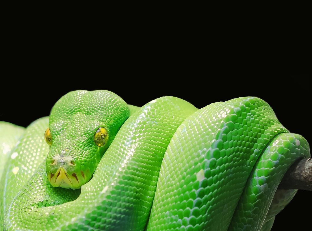 How the Green Snake Succeeds in Career, Wealth, and Love